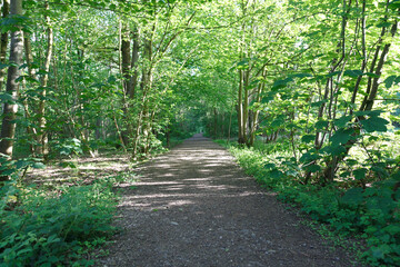 Woodland bluebells