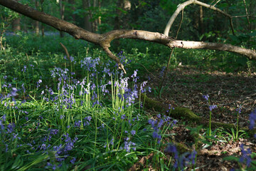 Woodland bluebells