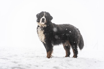 bernese mountain dog in the snow