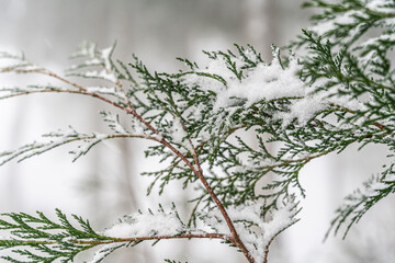 snow covered branches