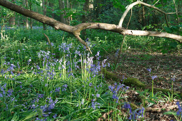 Woodland bluebells