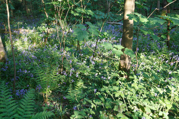 Woodland bluebells