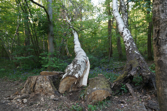 Woodland bluebells