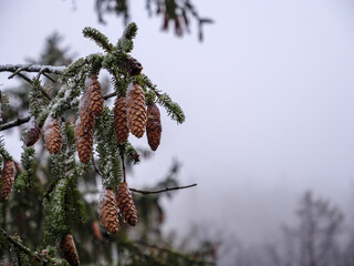 Closeup shot of frosty pine cones on a fir tree on a cold winter day with copy space