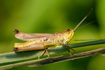 Grasshopper