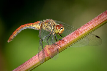 Dragonfly close up