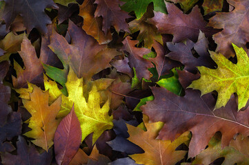 Naturalne tło z wielobarwnymi liśćmi dębu czerwonego z teksturą  opadających jesiennych liści makro, w młodym lesie, parku.