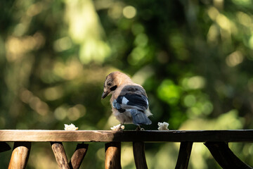 colorful bird eating bread