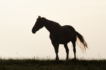 Silhouette of a horse