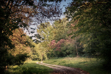 Fototapeta na wymiar Autumnal landscape, trail into the woods
