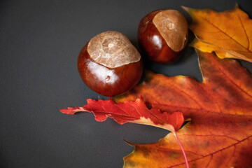 autumn leaves and chestnuts