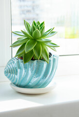 Small plant in pot succulents by front view