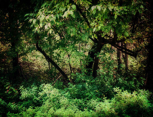 Autumnal landscape background:tangled brushwood into the forest