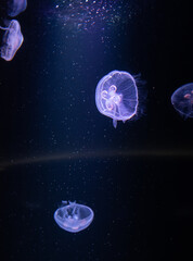 Naklejka na ściany i meble Jellyfish in different colors of light