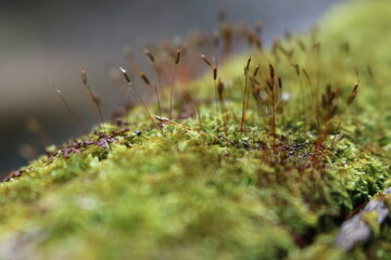 moss on the grass