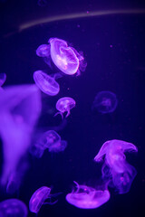 Obraz premium Jellyfish in different colors of light