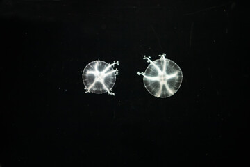 Naklejka na ściany i meble Jellyfish in the marine aquarium