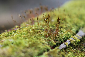 moss on the grass