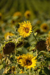 Landschaft mit Sonnenblumen im Feld mit Weinreben