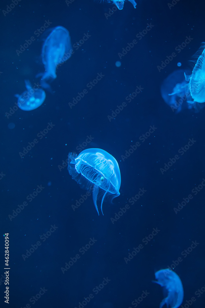 Sticker Jellyfish in different colors of light