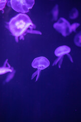 Fototapeta na wymiar Jellyfish in different colors of light