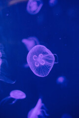 Jellyfish in different colors of light