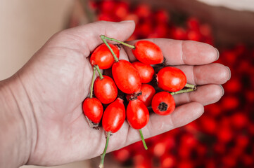 hand closeup with fresh rosehips of red background