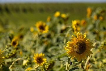 Landschaft mit Sonnenblumen im Feld mit Weinreben