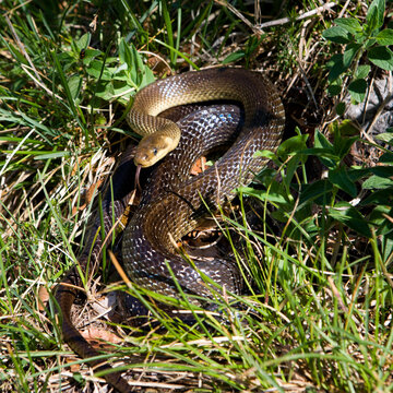 Austria, Salzkammergut, Aesculapian snake in grass