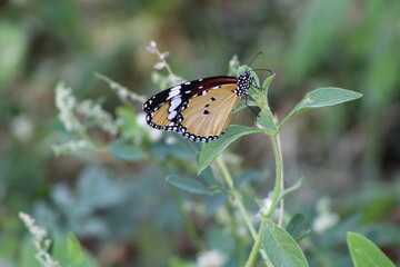butterfly on a flower