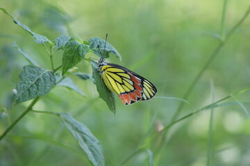 Butterfly looks colourful