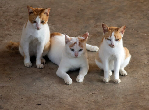Domestic cats, Felis silvestris catus