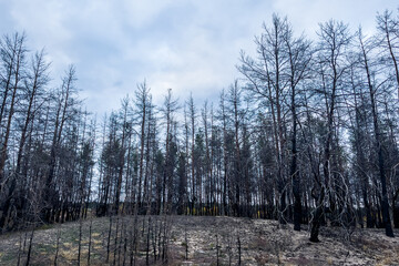 Burnt trees after a forest fire. burnt pine forest. view from a passing car. dead black forest...