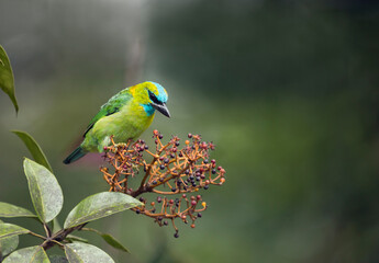 Malaysia, Borneo, Sabah, Kinabalu Park, Golden-naped barbet, Psilopogon pulcherrimus