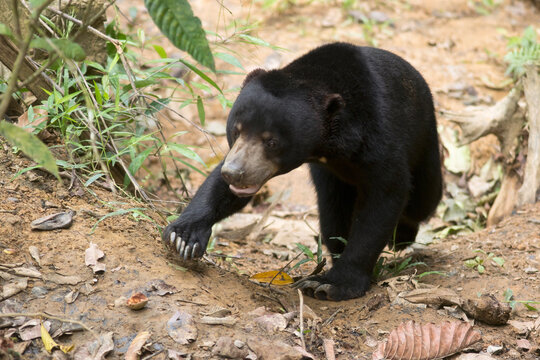 Malaysia, Borneo, Sepilok, sun bear