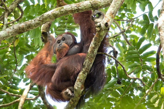 Malaysia, Borneo, Sabah, Bornean orangutan ,Pongo pygmaeus, male
