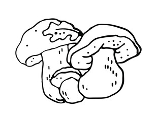Forest mushrooms. Season decorative design. Isolated vector element on a white background. 