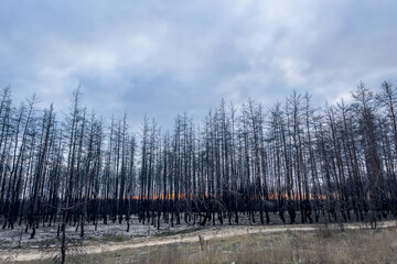 aftermath of a forest fire. burnt pine forest. view from a passing car. dead black forest after fire.