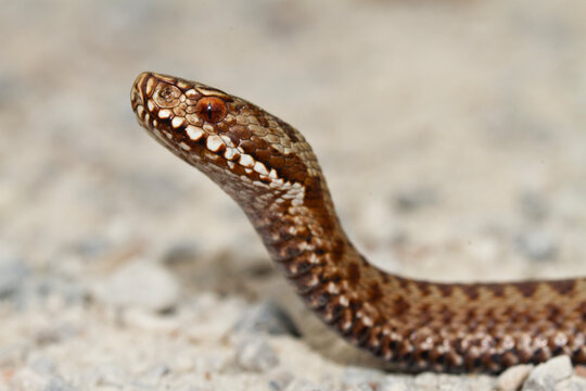 Common viper, Vipera berus