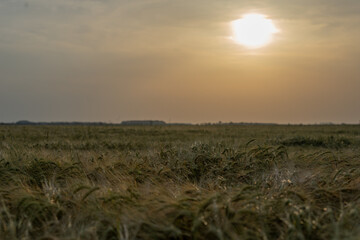 sunset over the field