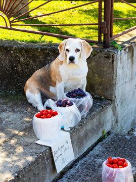 Slovakia,&Ocirc;&oslash;&Omega;Nove&Ocirc;&oslash;&Omega;Mesto&Ocirc;&oslash;&Omega;nad&Ocirc;&oslash;&Omega;Vahom&Ocirc;&oslash;&Omega;District, Beckov, Dog guarding fresh fruits being sold outdoors