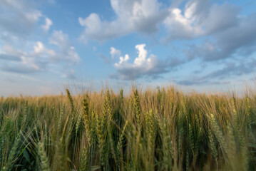 wheat field and blue sky