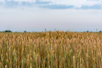 ears of wheat in the field