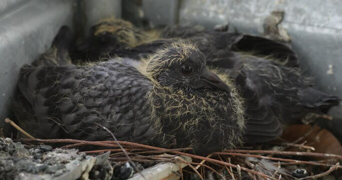 Close up of two chicks of pigeon in the nest after the eggs hatching. Columba livia domestica species. peace and love symbol. Baby Pigeons in the nest waiting for food from their mother