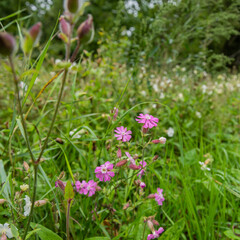 Wildflowers in a forest.