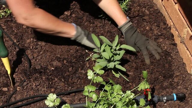 Fixing the ground around newly planted sage