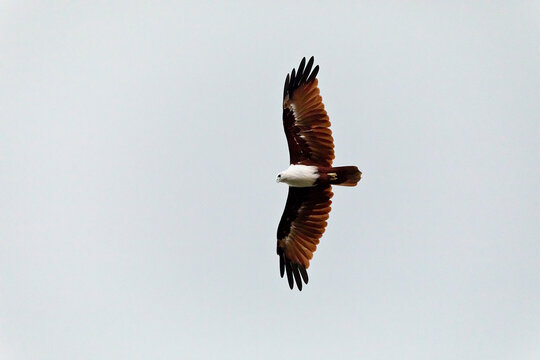 Malaysia, Borneo, Sabah, Kinabatangan river, Brahminy kite, Haliastur indus