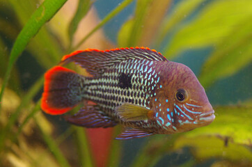 The green terror or  Andinoacara rivulatus, colorful freshwater fish in the cichlid family
