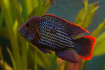 The green terror or  Andinoacara rivulatus, colorful freshwater fish in the cichlid family