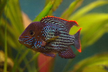 The green terror or  Andinoacara rivulatus, colorful freshwater fish in the cichlid family